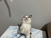 Bicolor Ve Lilac British Shorthair Bebekler