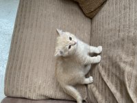 British Shorthair Cream Tabby