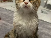 Yavru 3-4 Aylık Dişi Tekir Kedimiz