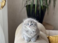 Ayı Surat Scottish Fold Longhair Yavrum