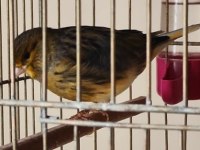 Gümbür gümbür öten fancy satılık kanarya