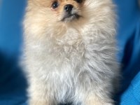 Mini Boy Pomeranian Boo Kızım