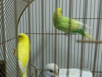 5 Adet Muhabbet Kuşu 2 Takım Var Bir Adet Tek Dişi Var