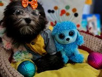 Orjinal toy maltipoo yavrular