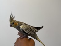 Sultan Papağanımız Sahiplendirilecektir