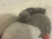 Acil Scottish Fold 2 Kardeş