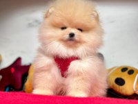 Safkan pomeranian boo yavrular