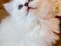 British longhair silver dişi yavru