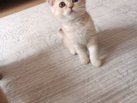 Minik yavru kedimiz