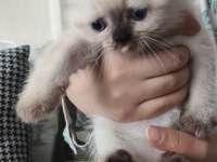 Cins Kedi Sağlık Sorunları Yoktur