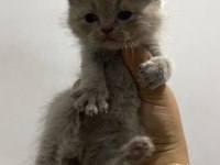 Scottish Fold Bebekler