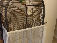 Evcil Alexander Papağanı Erkek