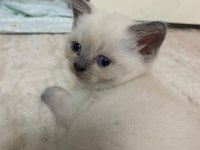 British Straight Beyaz Mavi Göz