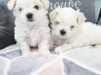 Ruhsatlı İşletmeden Mini Maltese Yavruları