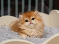 Show kalite orange british longhair