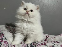 İran Persian Cinsi İki Adet Dişi Yavru