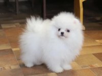Pomeranian boo cinsi yavrularımız