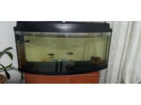 Karışık ciklet balıklar