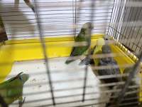 Sevda Papağanı Bebekler