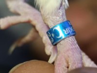 Satılık Eşli Takım Sultan Papağanı