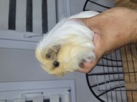 Fethiyede Guinea Pigler Sizleri Bekliyor