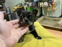 Çok sevimli ve oyuncu french bulldog yavrumuz