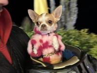 Dişi tea cup yetişkin chihuahua