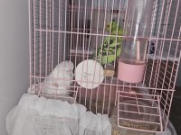 Damızlık Çift Muhabbet Kuşu (Malzemeler Dahil)