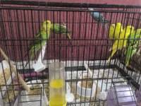 Ev Ortamında Yetiştirdiğim Yavru Muhabbet Kuşları