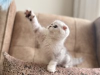 Full Şecereli Anne Baba Özel Scottish Fold Yavrumuz