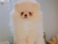 Pomeranian boo erkek