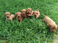 Minik kalan büyümeyen maltipoo bebekler