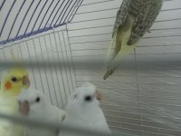 Her Renk Evcil Yavru Mevcut Sultan Papağanı