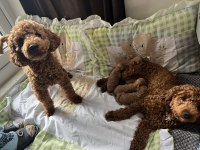 2 Aylık Red Poodle Bebeklerimiz Yeni Yuvalarını Arıyor