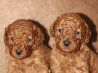 Red Poodle Yavrular İzmir