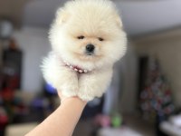 Tam Ayı Surat Pomeranian Boo