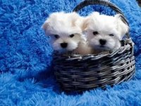 Sevimli Maltese Köpeği Yavrularımız