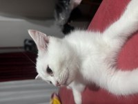 Beyaz British Longhair Bebekler Yeni Yuvalarına Hazırlar