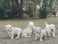 Bayramdan sonra teslime hazır golden retriever yavruları