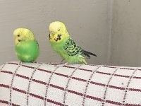 Uygun Muhabbet Kuşu