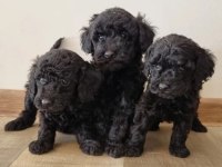 Siyah Toy Poodle Köpeği Yavrularımız
