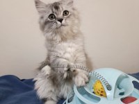 Safkan Chinchilla Yakışıklı Oğluşum