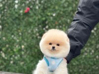 Teacup Pomeranian