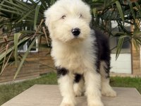 Sevgi Dolu Dev Köpek Bobtail