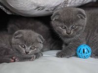 Ruhsatlı İşletmeden Evraklı Scottish Fold Bebekler