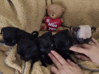 Orjinal Safkan A+ Kalite Pug Mops Yavrular