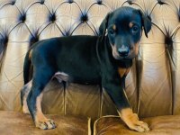 A Kalite Doberman Yavruları