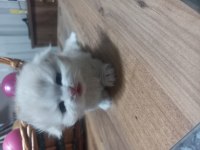 Bal köpüğü scottish fold