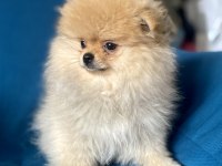 Mini Boy Pomeranian Boo Kızım