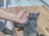 Yavru kedilerimiz yeni yuvaları için hazır